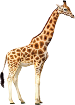 Результат пошуку зображень за запитом "жираф png"